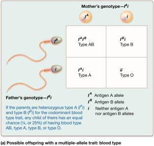 Punnett square for blood type (multiple-allele trait)