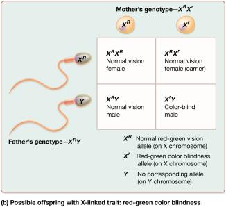 Punnett square for X-linked trait: red-green color blindness