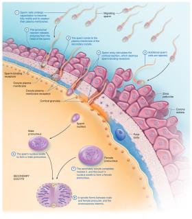 Events leading to fertilization