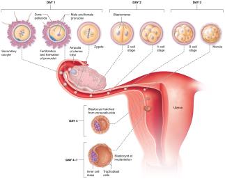 Steps of the pre-embryonic period: fertilization through implantation