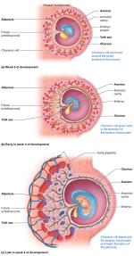 Formation of the extraembryonic membranes