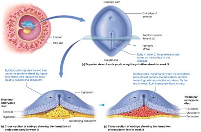 Gastrulation and formation of the three primary germ layers