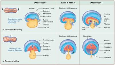 Embryonic folding and developmental changes during weeks 3 and 4