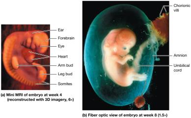 Development during the embryonic period