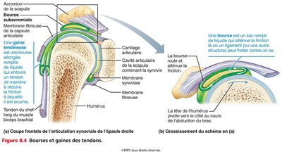 Bourses et gaines des tendons