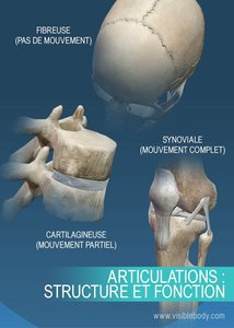 Principaux types d'articulations : fibreuse, cartilagineuse, synoviale