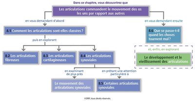 Carte conceptuelle du chapitre sur les articulations