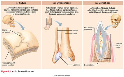 Articulations fibreuses : suture, syndesmose, gomphose