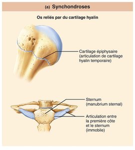 Synchondroses : articulation cartilagineuse entre os et cartilage hyalin