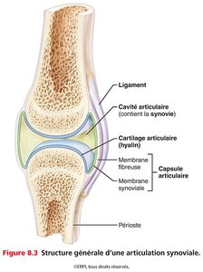 Structure générale d'une articulation synoviale