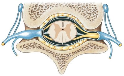 Cross-section of spinal cord showing gray and white matter, nerve roots, and meninges