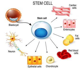Four major tissue types