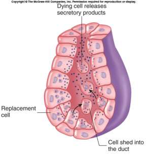 Holocrine secretion