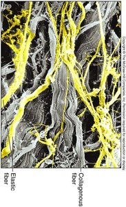 Collagen and elastic fibers