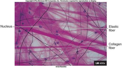 Areolar tissue provides blood supply