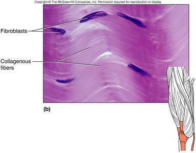 Dense connective tissue