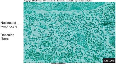 Reticular connective tissue