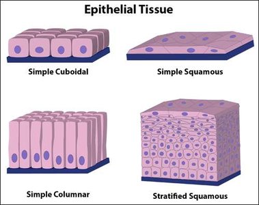 Types of epithelial tissue