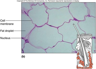 Adipose tissue