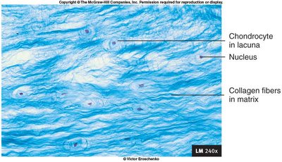 Fibrocartilage