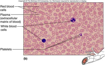 Blood tissue