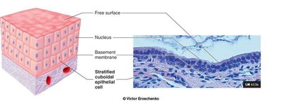 Protective/secretory/absorptive lining