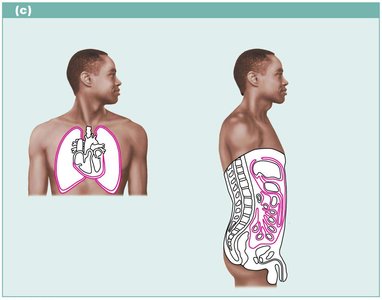 Serous membranes