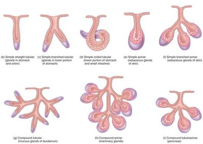 Types of exocrine glands
