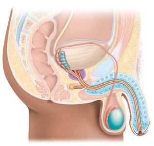 Male reproductive system overview