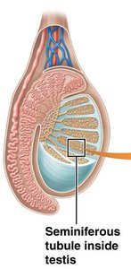 Spermatogenesis process