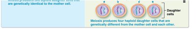 Stages of meiosis