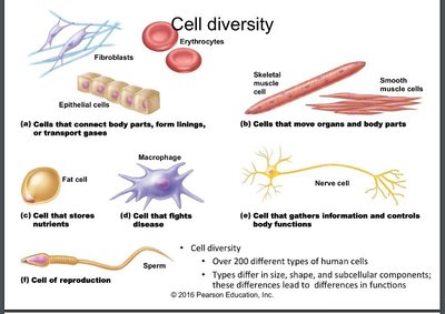 Cell diversity diagram
