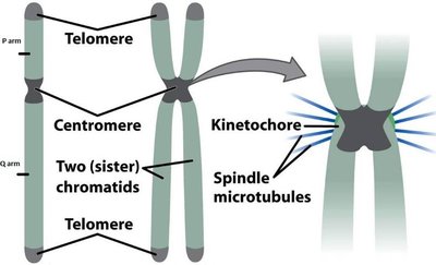 Chromosome structure and kinetochore