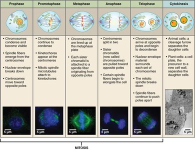 Stages of mitosis