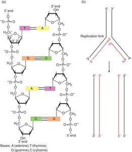 DNA structure and replication fork
