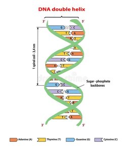 DNA double helix