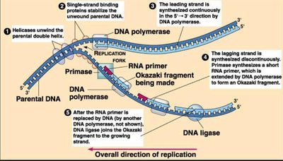 DNA replication mechanism