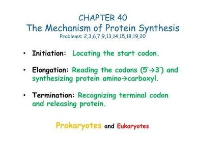Protein synthesis steps