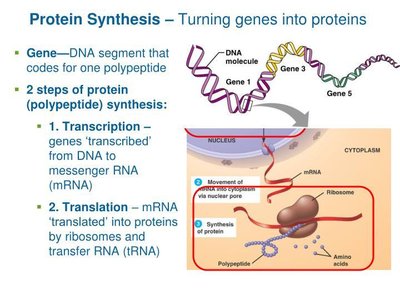 RNA types and functions