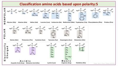 Amino acid classification by polarity
