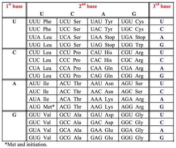 Codon table for amino acids