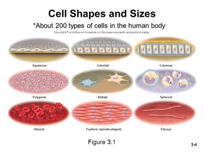 Cell shapes and sizes
