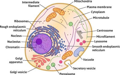Animal cell diagram with organelles