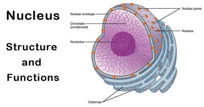 Nucleus structure and functions