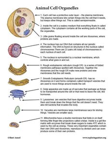 Animal cell organelles and their functions