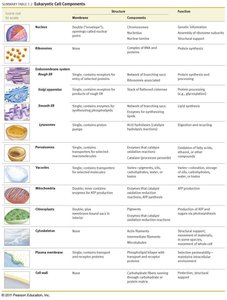 Eukaryotic cell components table