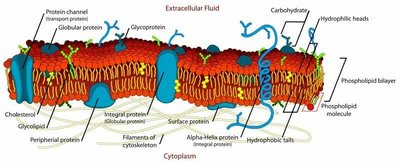 Plasma membrane structure