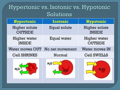 Hypertonic vs. Isotonic vs. Hypotonic solutions