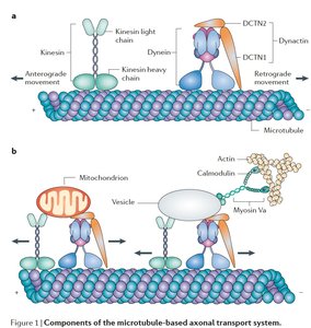 Axonal transport mechanisms