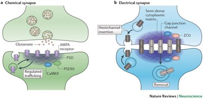 Chemical and electrical synapses
